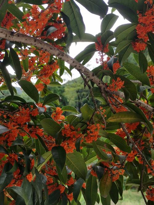 哪种桂花树最香？-图3