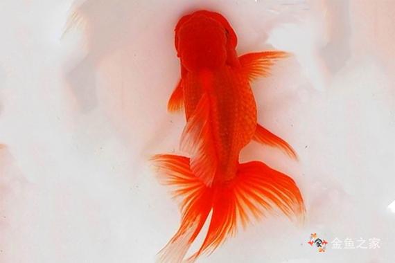 最早出现的金鱼品种是哪个？-图3