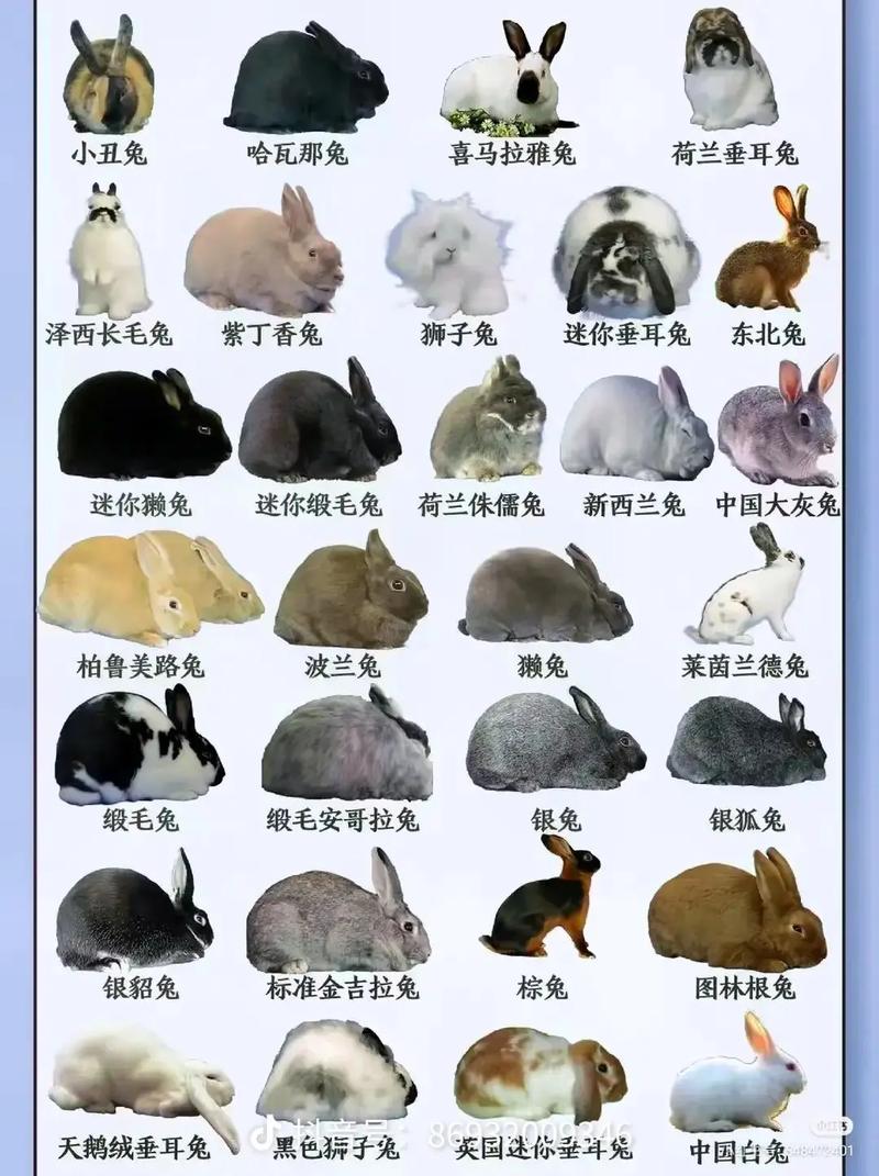 大型肉兔有哪些品种？附图片详解-图1
