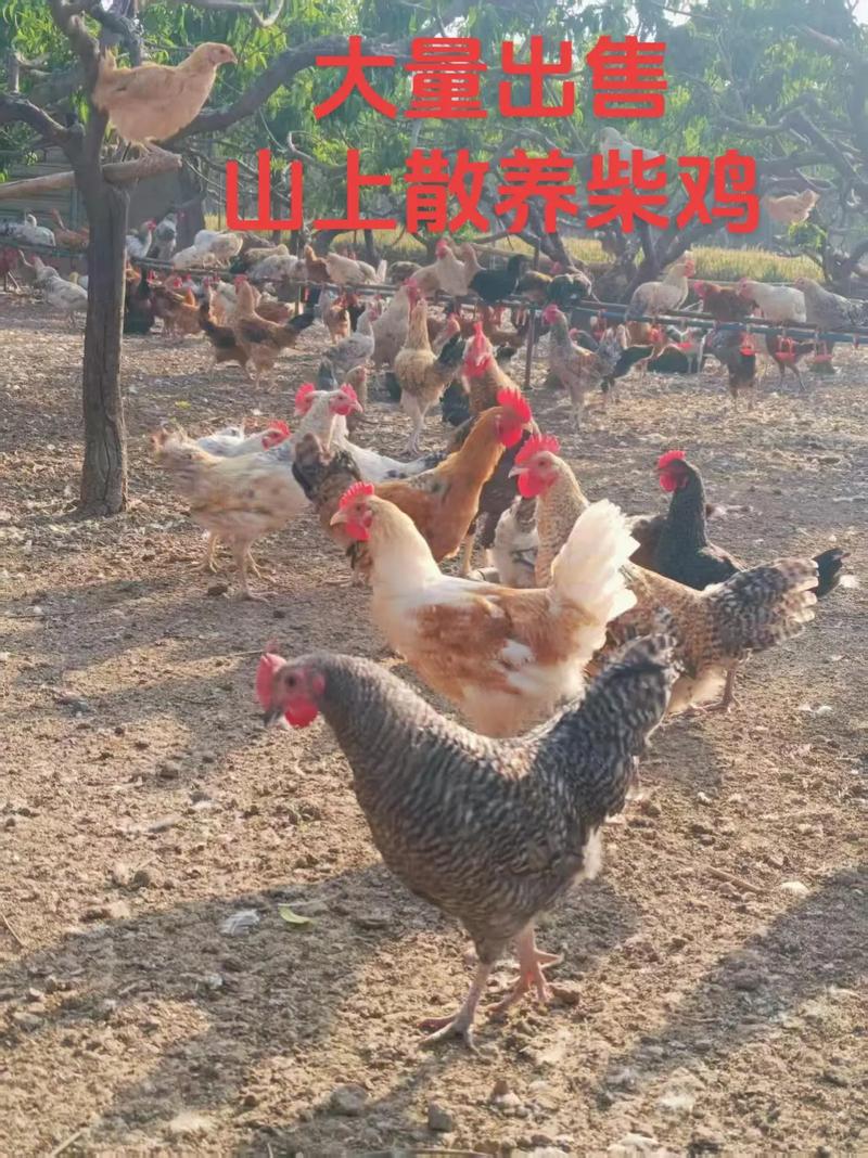 2025河南柴鸡价格会涨还是跌？-图2