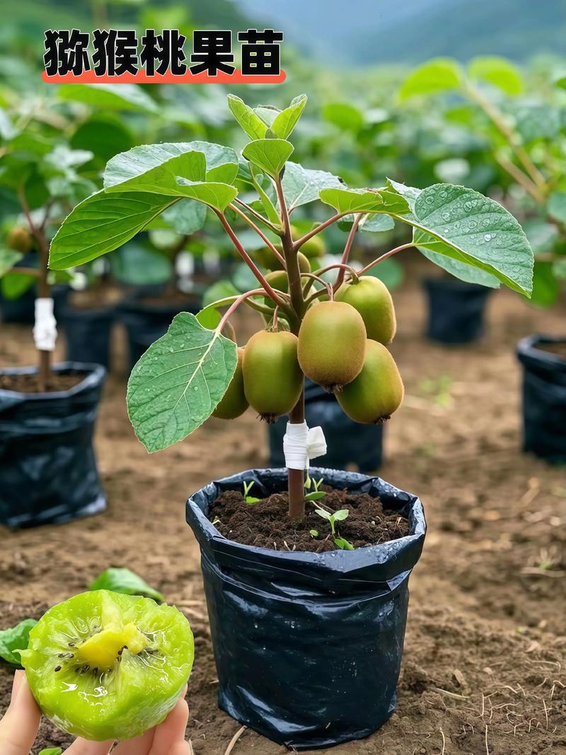 红猕猴桃种植技术视频有哪些关键点？-图1