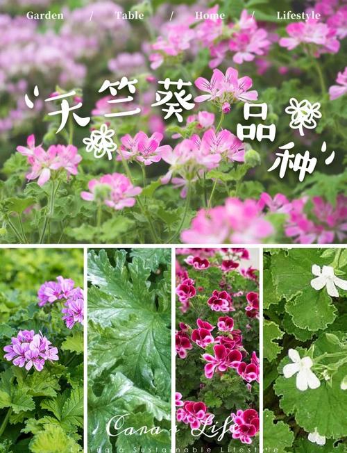 哪些天竺葵品种能多季开花？-图1