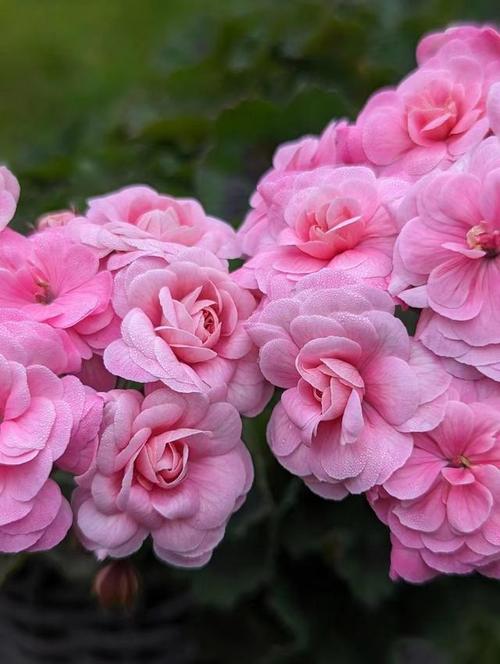 哪些天竺葵品种能多季开花？-图2