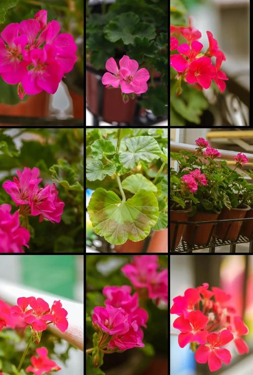 哪些天竺葵品种能多季开花？-图3