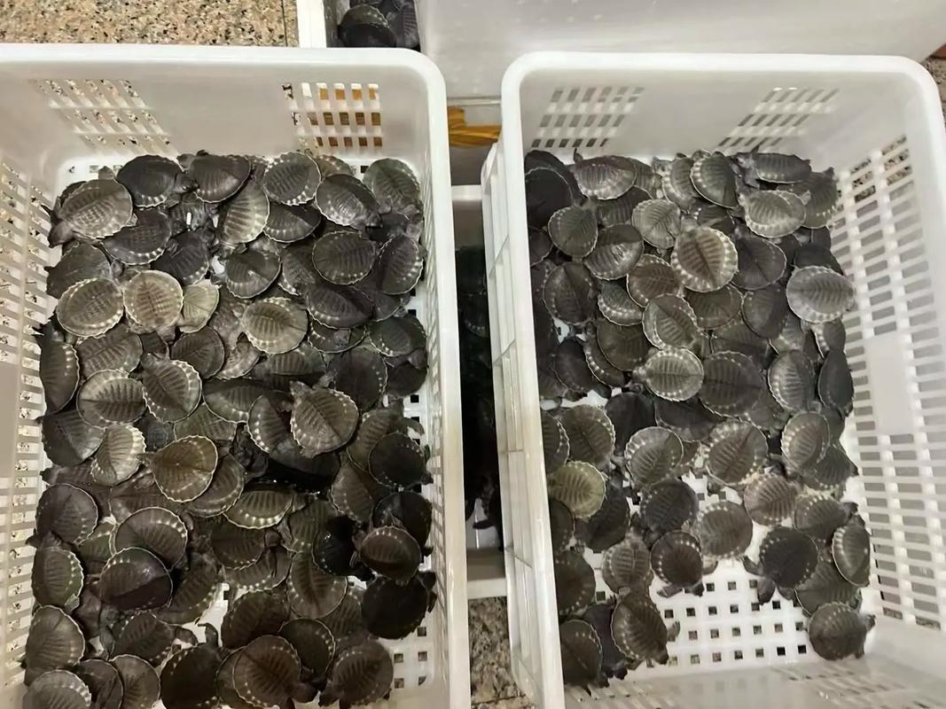 2025猪鼻龟苗价格会涨还是跌？-图1