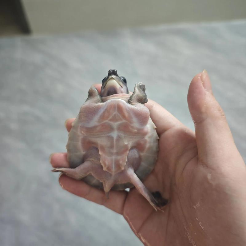 2025猪鼻龟苗价格会涨还是跌？-图2