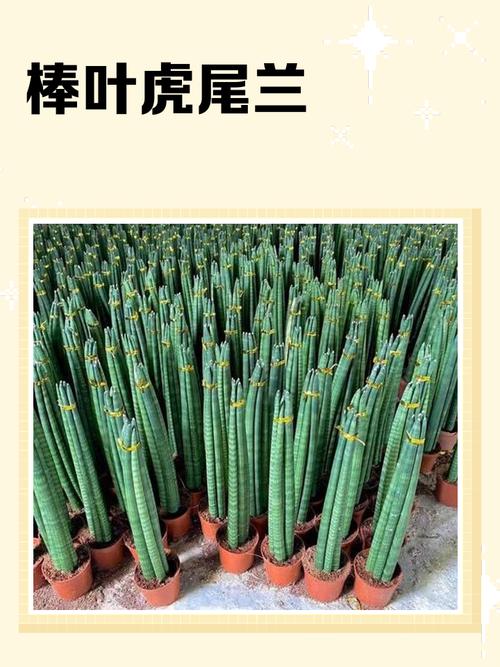 虎尾兰哪个品种最好？-图1