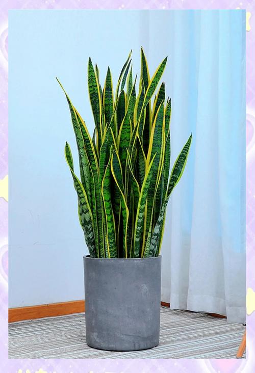 虎尾兰哪个品种最好？-图3