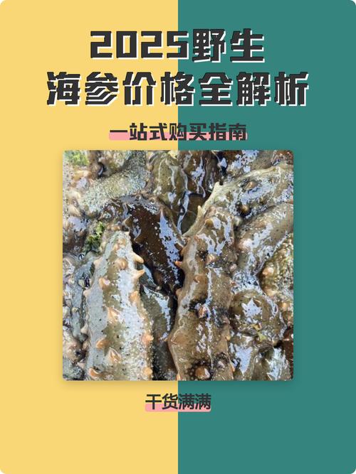 2025福建海参价格会涨还是跌？-图1
