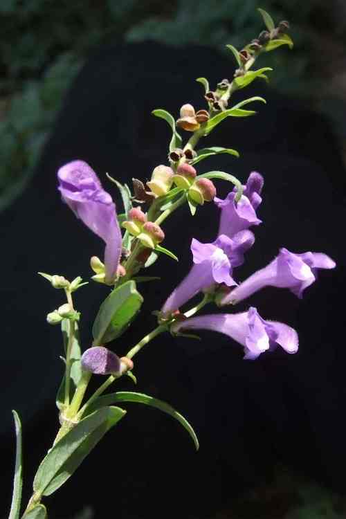 黄芩2025价格会涨还是跌？-图1