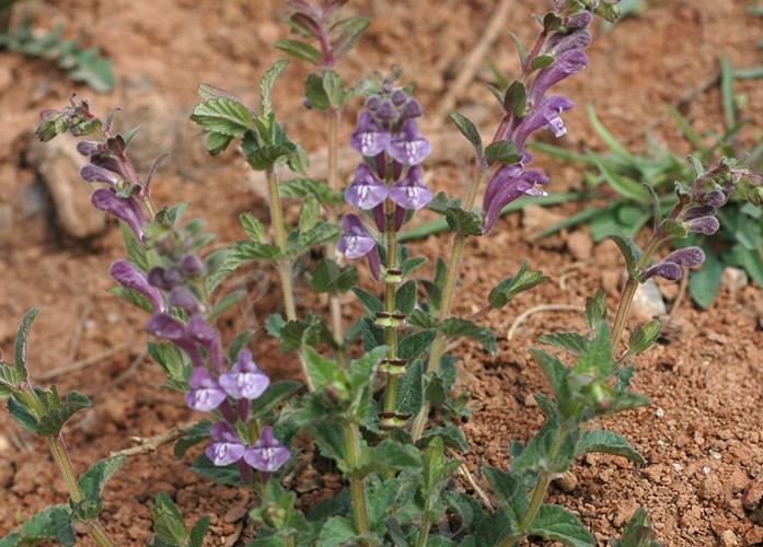 黄芩2025价格会涨还是跌？-图2