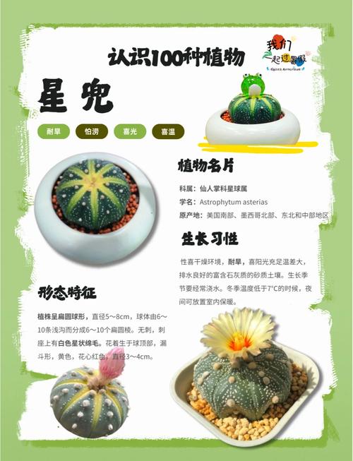 仙人掌品种有哪些？-图1