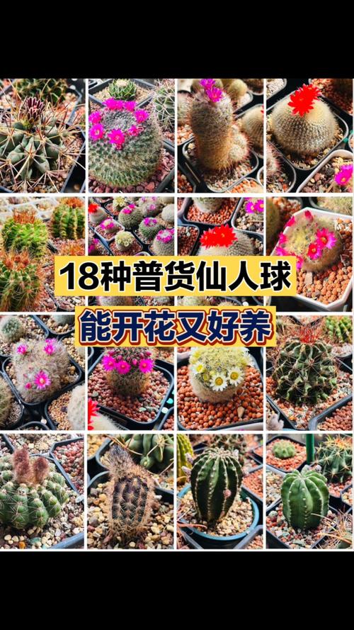 仙人掌品种有哪些？-图3