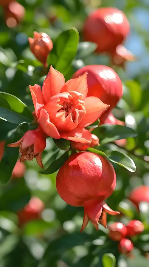 花石榴品种及图片大全-图1