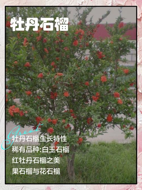 花石榴品种及图片大全-图2