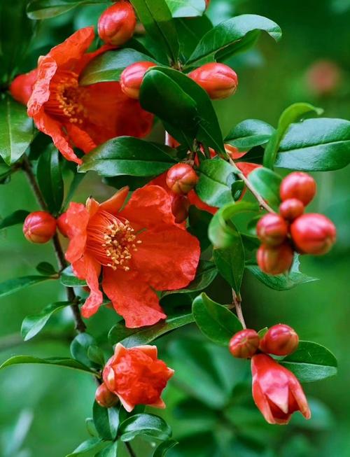 花石榴品种及图片大全-图3