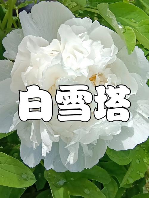 白色牡丹品种有哪些？-图2