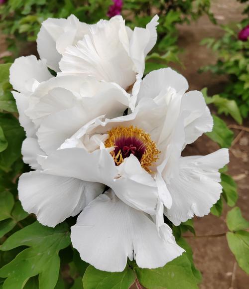 白色牡丹品种有哪些？-图3