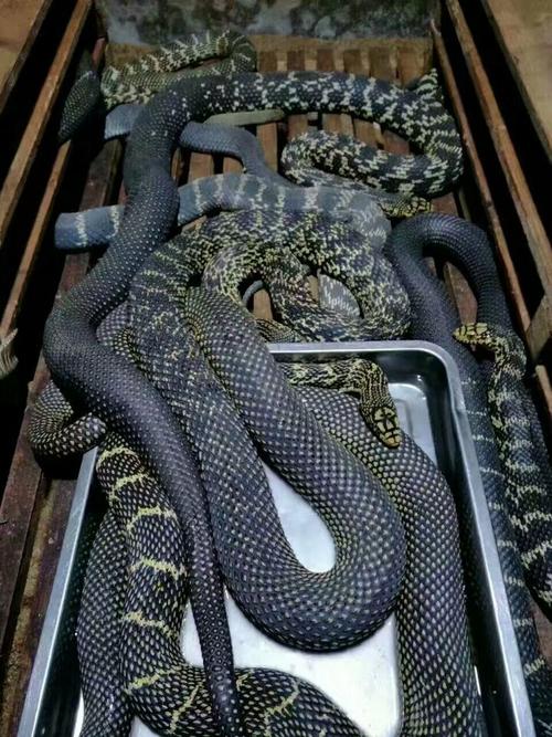 大王蛇养殖如何致富？技术门槛高吗？-图1
