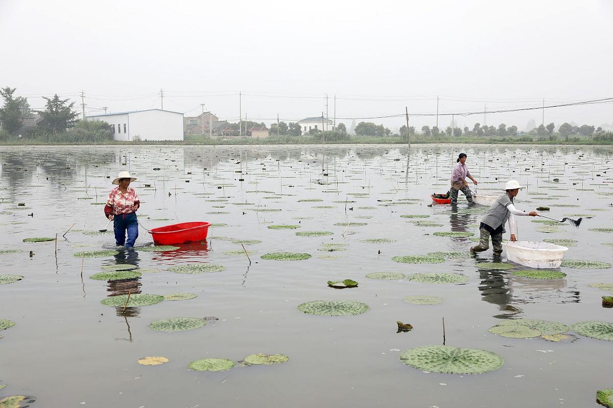 池塘养小龙虾技术视频，关键步骤有哪些？-图1