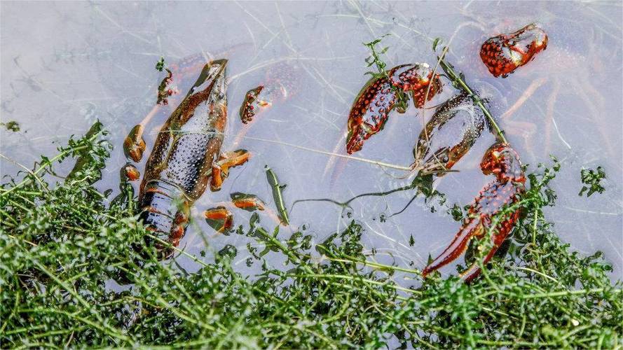 池塘养小龙虾技术视频，关键步骤有哪些？-图2