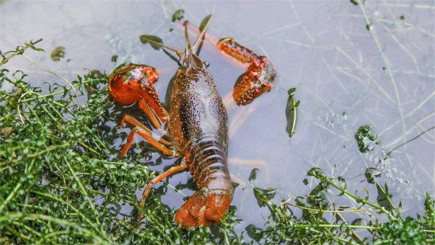 池塘养小龙虾技术视频，关键步骤有哪些？-图3