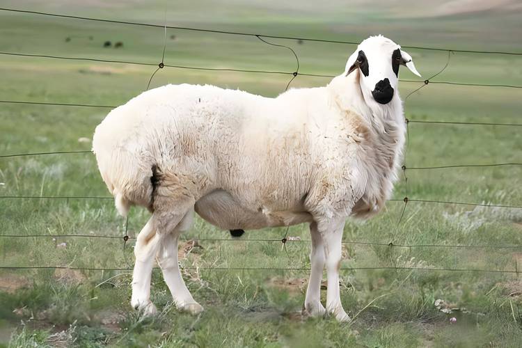 绵羊品种有哪些？图片大全看这里！-图2