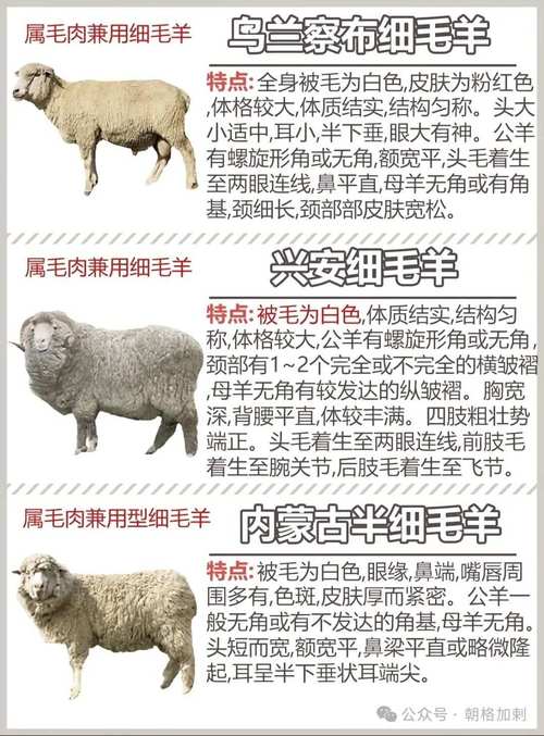 绵羊品种有哪些？图片大全看这里！-图3