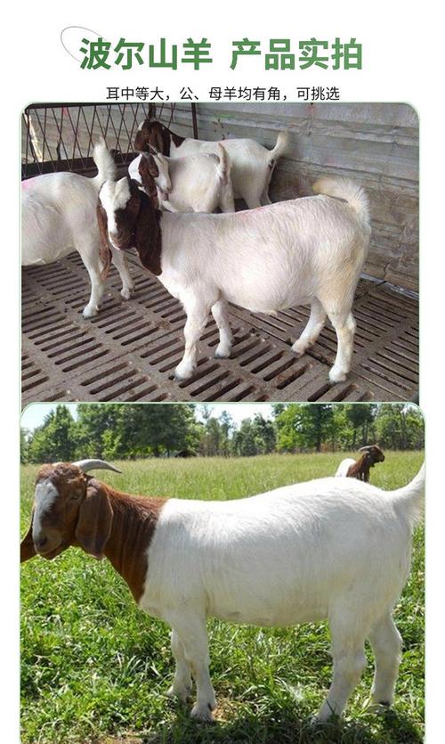 育肥羊选什么品种好？-图1