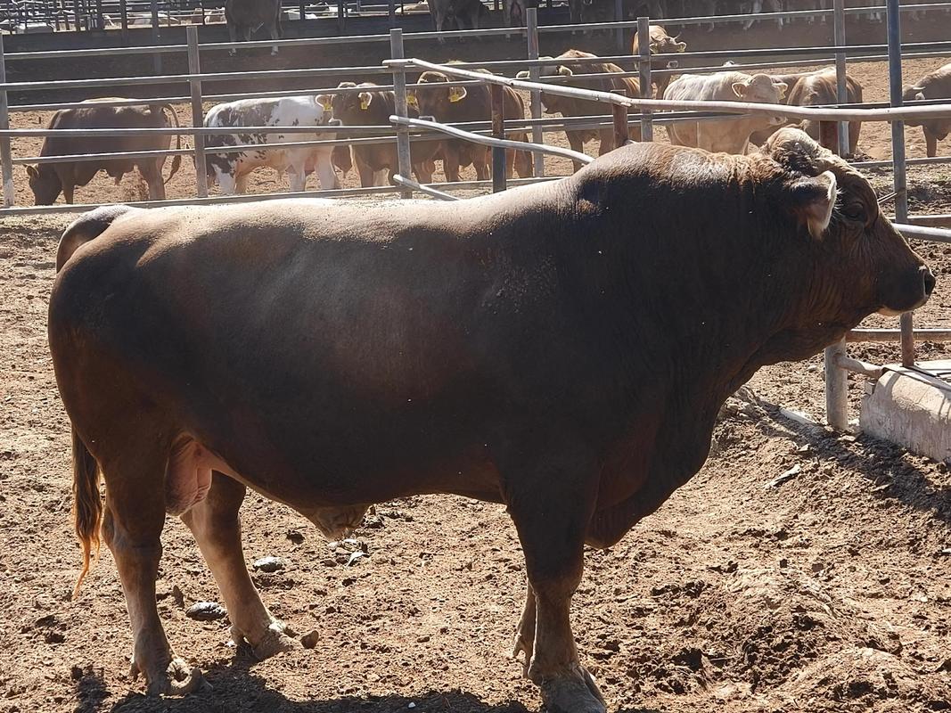 新疆哪种牛品种最优？-图1