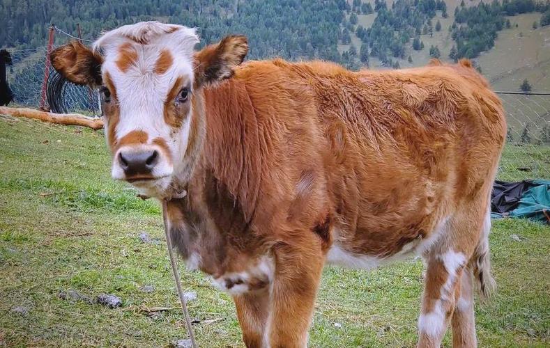 新疆哪种牛品种最优？-图3