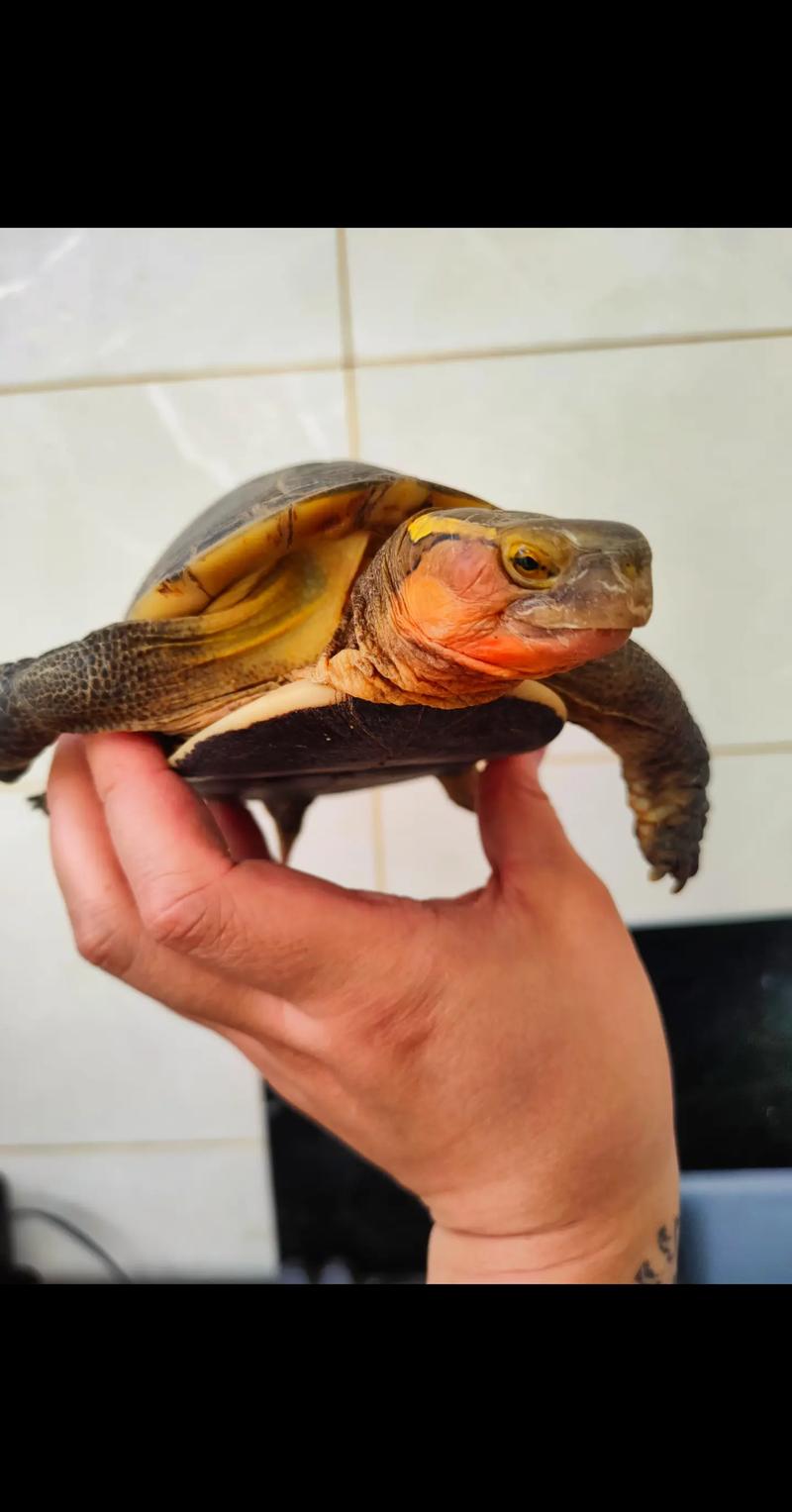 黄缘龟养殖技术视频有哪些要点？-图3