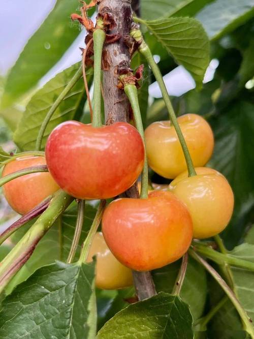 樱桃品种那么多，到底哪个最好吃？-图2