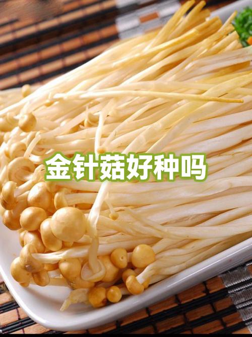 金针菇种植加盟靠谱吗？-图1