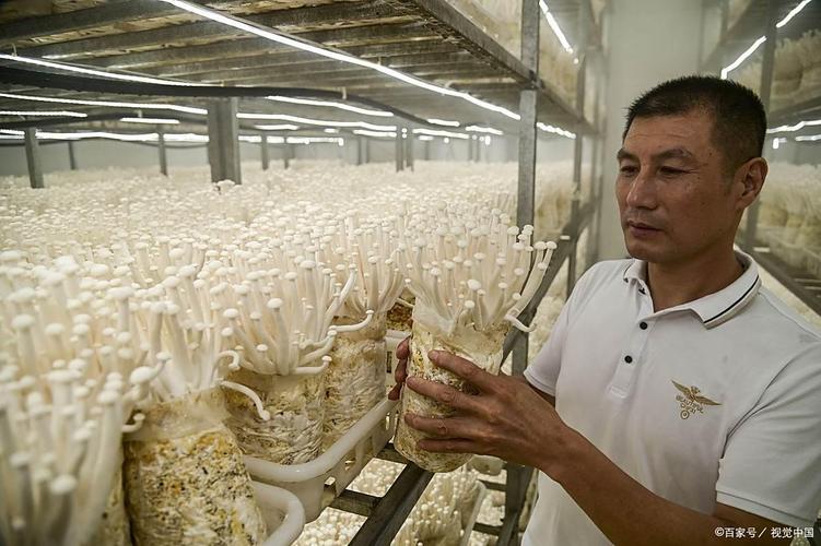 金针菇种植加盟靠谱吗？-图3