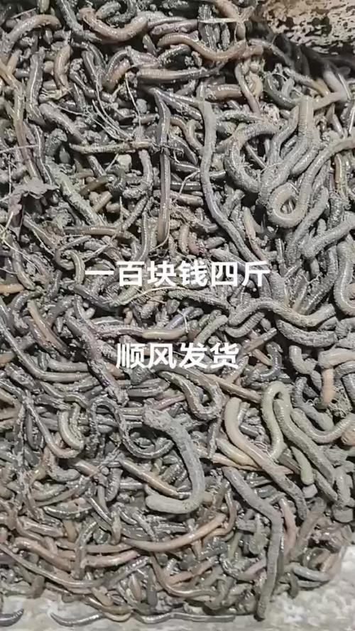 2025钦州蚯蚓价格-图2