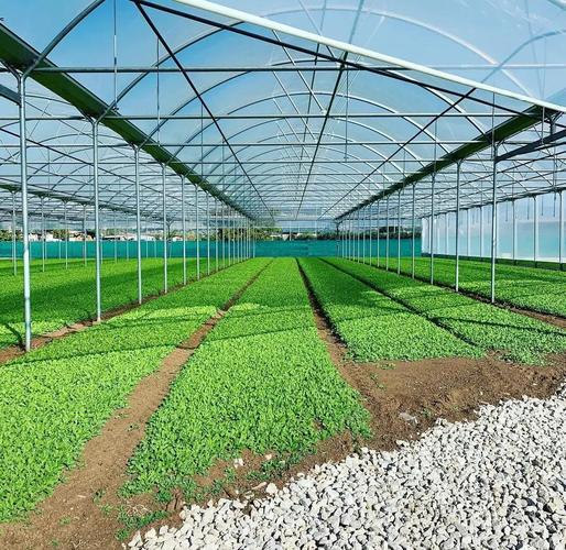 东北大棚蔬菜种植技术要点有哪些？-图1