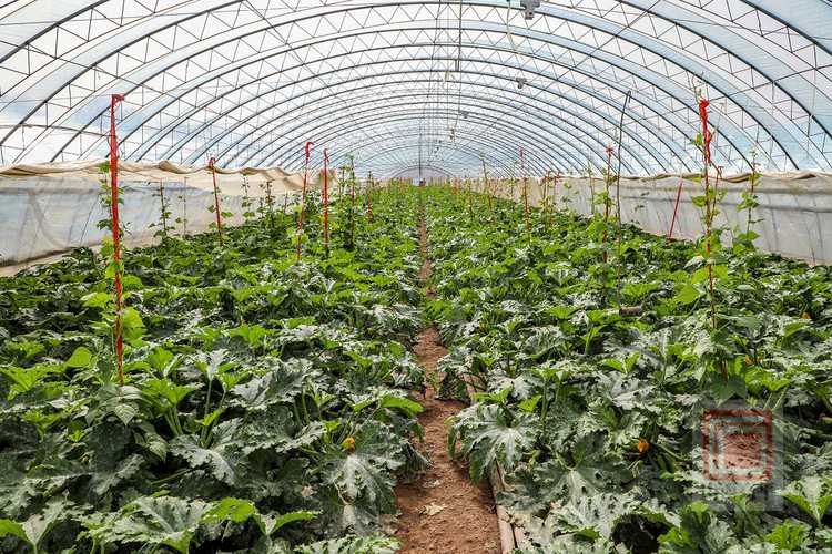 东北大棚蔬菜种植技术要点有哪些？-图2