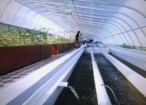 塑料桶养殖水蛭技术可行吗？-图1