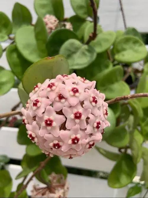 球兰花有哪些常见品种？-图2