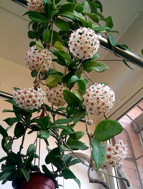 球兰花有哪些常见品种？-图1