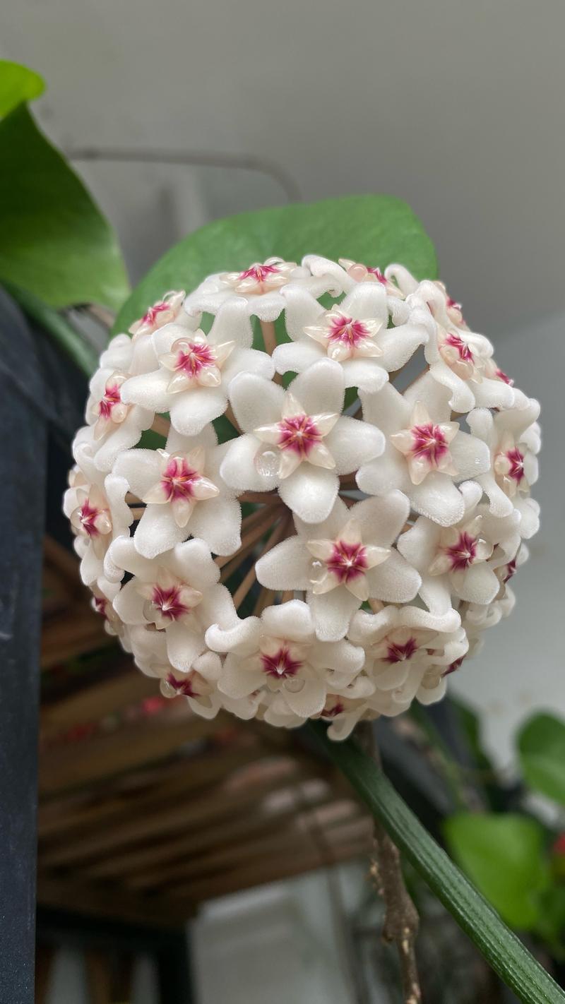 球兰花有哪些常见品种？-图3