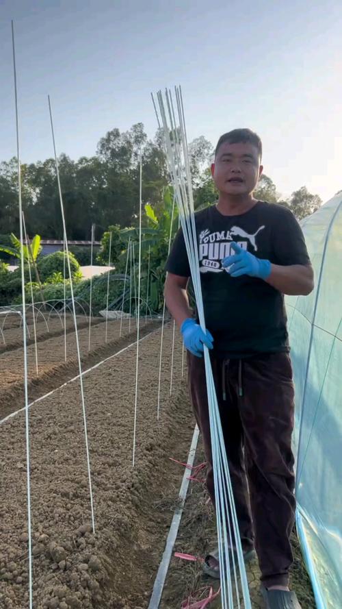 空心菜反季节种植咋实现？技术要点有哪些？-图1