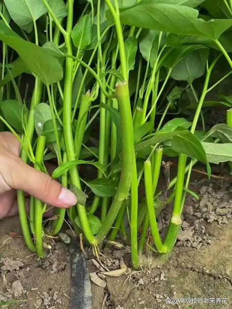 空心菜反季节种植咋实现？技术要点有哪些？-图3