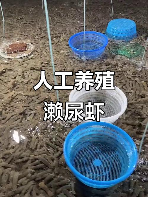 皮皮虾人工养殖技术要点有哪些？-图1