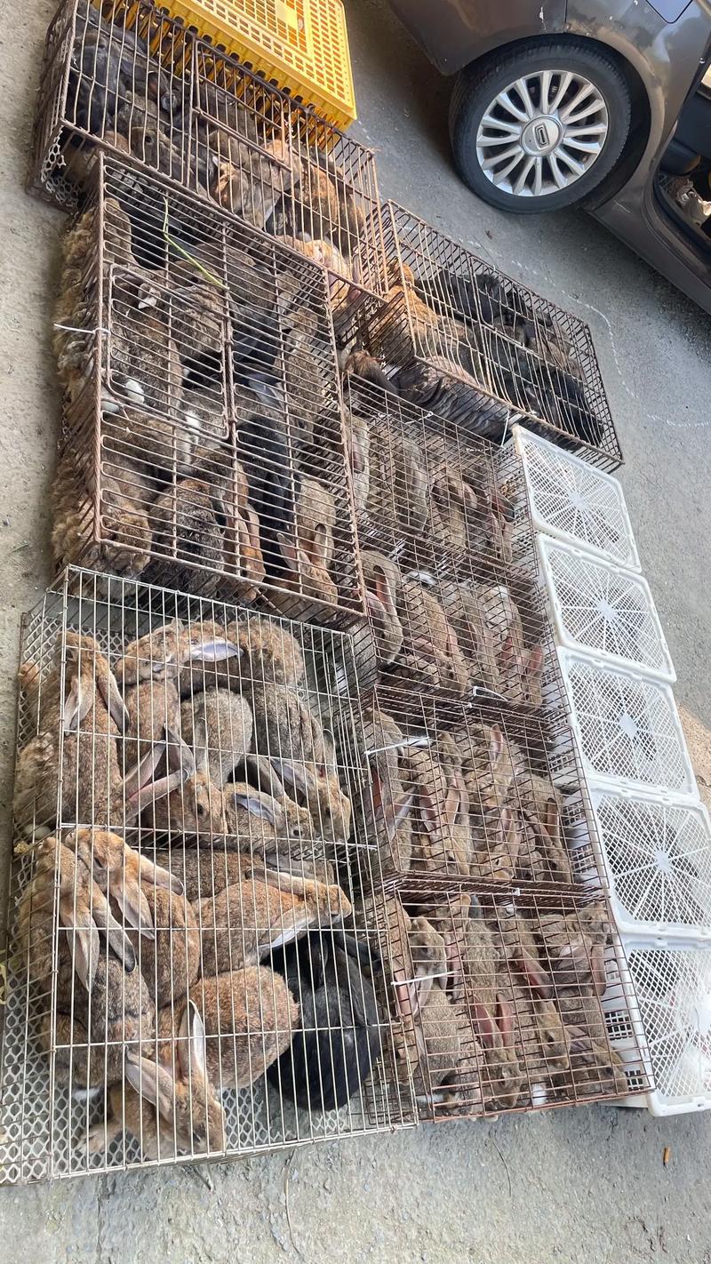 农广天地养兔视频有哪些关键技术？-图1