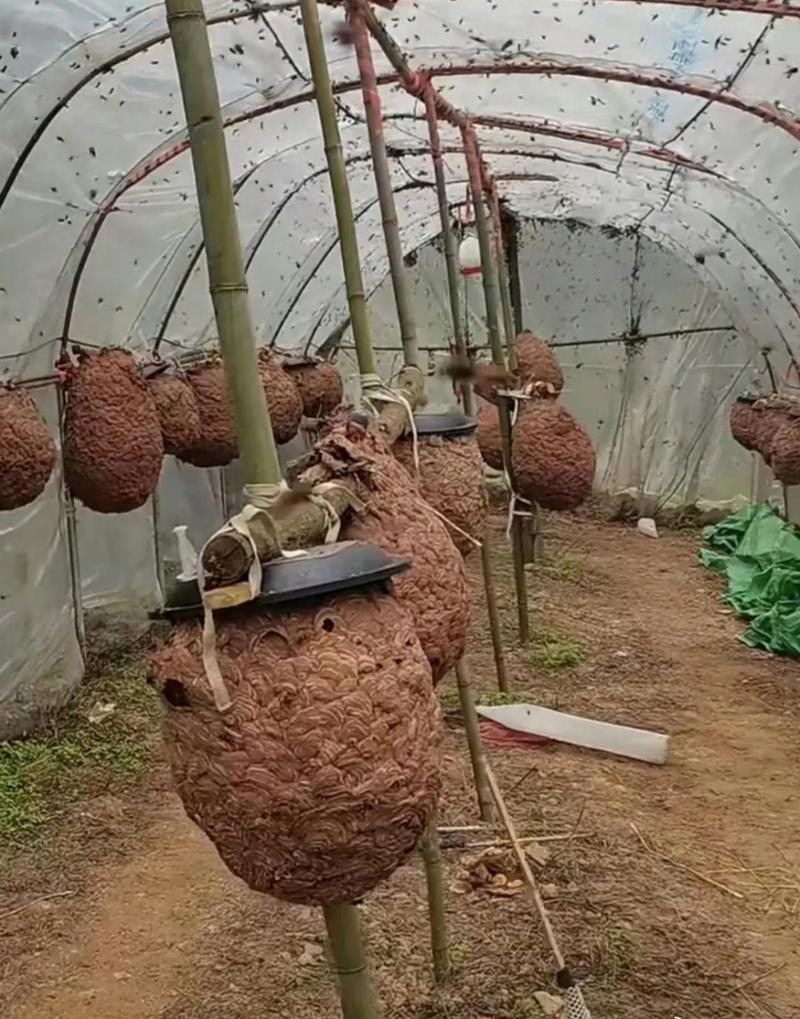 科技苑马蜂养殖技术视频怎么学？-图1