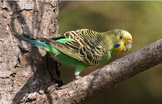 2025年虎皮鹦鹉价格会涨还是跌？-图1