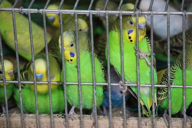 2025年虎皮鹦鹉价格会涨还是跌？-图2