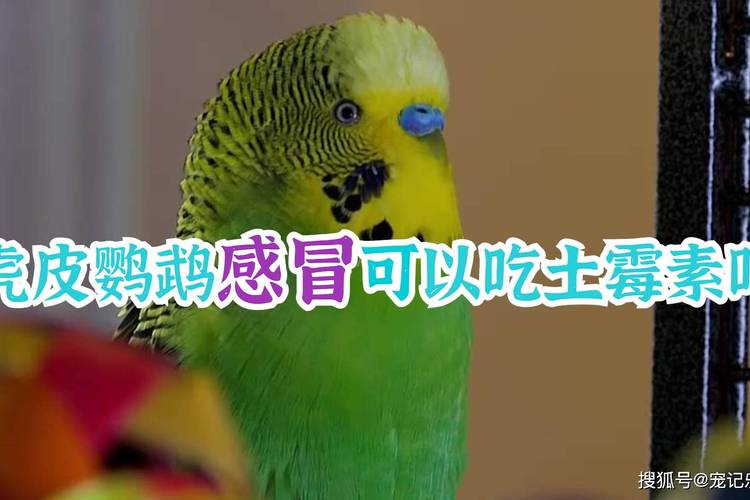 2025年虎皮鹦鹉价格会涨还是跌？-图3